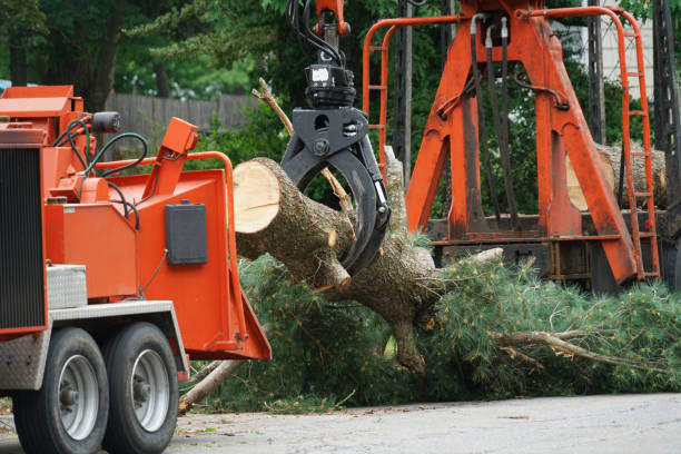 Best Utility Line Clearance  in Juneau, AK